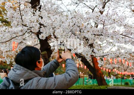 March 21, 2020, Tokyo, Japan: A man takes pictures of the cherry blossoms trees at Ueno Park. Signs to refrain from traditional hanami drinking parties are displayed in Tokyo's Ueno Park, one of the most popular hanami spots amid the new coronavirus COVID-19 pandemic. (Credit Image: © Rodrigo Reyes Marin/ZUMA Wire) Stock Photo