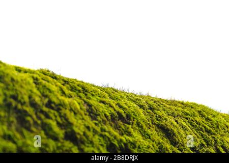 green moss on bark tree in forest isolated on a white. foggy trees on background. damp weather. mossy background for wallpaper. macro close view on lu Stock Photo