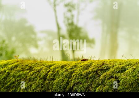 green moss on bark tree in forest. foggy trees on background. damp weather. mossy background for wallpaper. macro close view on lush lichen natural su Stock Photo