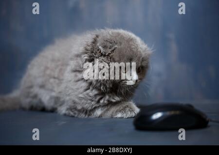 little british fold kitten plays with a computer mouse Stock Photo