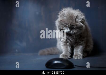 little british fold kitten plays with a computer mouse Stock Photo