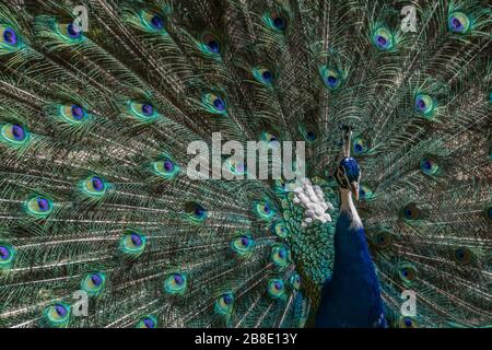 A peacock displaying its plumage. Stock Photo