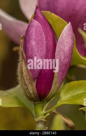 Magnolia × soulangeana ‚Lennei’ Stock Photo