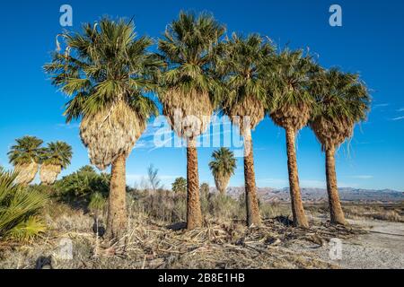 An Oasis of Palm Trees planted in a straight line in the Mojave Desert at Lake Mead specifically Blue Point Spring along Northshore Road. Stock Photo