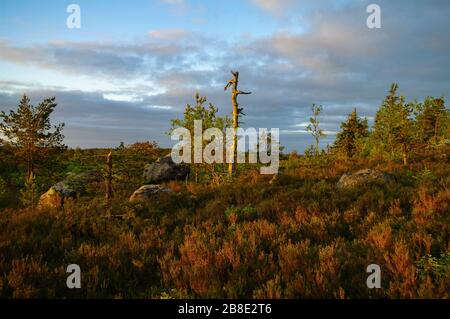Dry crooked tree in the wasteland on the top of the mountain. Russia. Karelia. Vottovaara mountain after the wildfire. Stock Photo