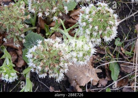 Male White Butterbur, Petasites albus, Crawford Priory, Cupar, Fife, 19th March 2020 Male White Butterbur, Petasites albus, Crawford Priory, Cupar, Fife, 19th March 2020
