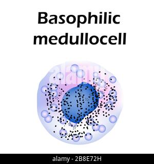 Basophils structure. Basophils blood cells. Medullocell. White blood cells. leukocytes. Infographics. Vector illustration on isolated background. Stock Vector