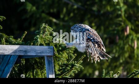 Ural owl (Strix uralensis) prepare for landing on the hunting tower with sunshine on its back and a green defocused background. Stock Photo