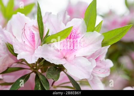 Rhododendron 'George L Taber' - Azalea, April Stock Photo