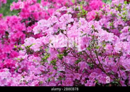 Rhododendron poukhanense - Korean Azalea - April Stock Photo