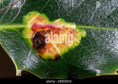 Holly Leaf Miner - Phytomyza ilicis damage on Holly Leaf - Ilex aquifolium, with emergence hole Stock Photo