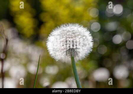 Common dandelions (Taraxacum sect. Ruderalia) on a summer meadow with blurring Stock Photo