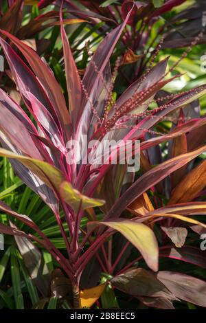 Colourful purple leaves of Cordyline terminalis seen outdoors. Stock Photo