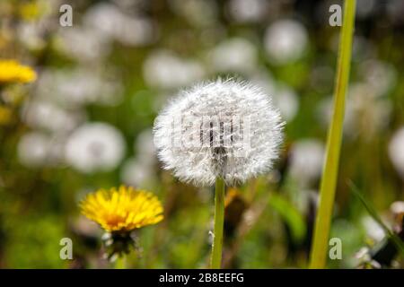 Common dandelions (Taraxacum sect. Ruderalia) on a summer meadow with blurring Stock Photo