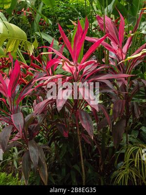 Colourful exotic leaves of Cordyline terminalis . Stock Photo