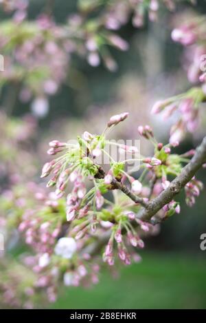 Cherry Tree Blossom Buds in Royal Botanical Gardens at Kew, Richmond, London Stock Photo
