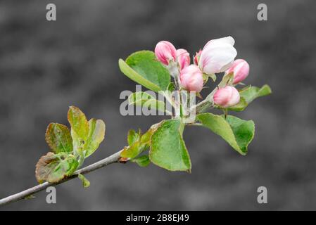 Branch of apple tree on grey background in spring Stock Photo