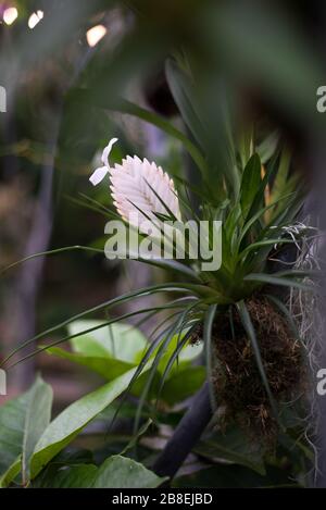 Wallisia Cyanea Pink Quill Tillandsia Lindenii Flower in the Princess of Wales Conservatory, Royal Botanical Gardens at Kew, Richmond, London, UK Stock Photo