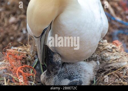 Northern gannets on the offshore island of Helgoland in the German North Sea Stock Photo