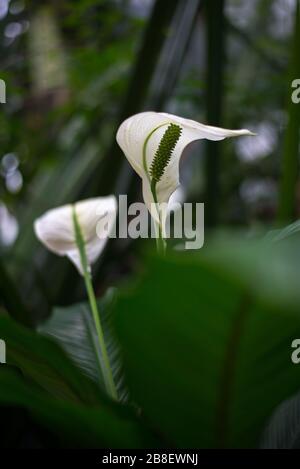Spathiphyllum Peace Lilies Hydnostachyon Massowia Flowers in the Princess of Wales Conservatory, Royal Botanical Gardens at Kew, Richmond, London Stock Photo