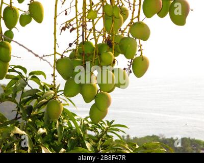 Manila mangoes on tree Stock Photo
