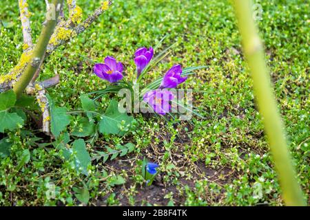 Purple crocuses in March from the Iris genus, Iridaceae Stock Photo
