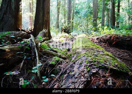 Sunlit forest scene with focus on moss covered log, trees and shrubs in background Stock Photo