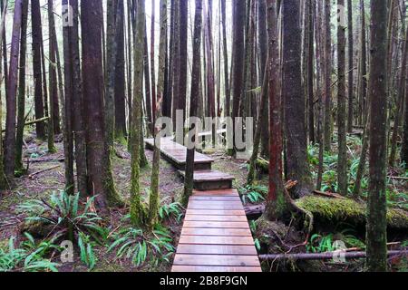 Board walk through rain forest with ferns growing on forest floor, no people Stock Photo