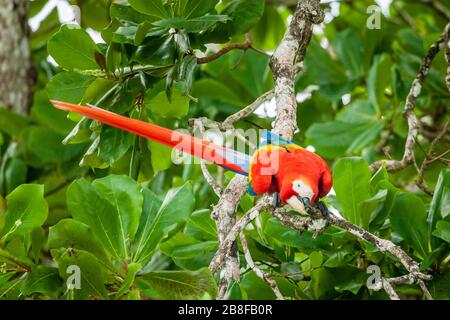 Scarlet macaw parrot on a tree in Corcovado National Park in Costa Rica Stock Photo