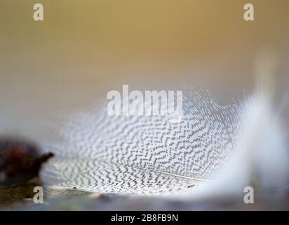 A feather macro Stock Photo