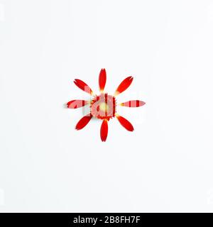 Red gerbera flower on white background. Floral composition, flat lay, top view, copy space Stock Photo