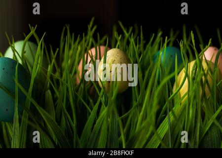 Pastel colored Easter eggs in green fake grass field decorative display background macro close up Stock Photo