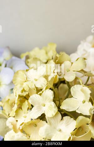 Beautiful green white yellow pastel colored springtime flowers with bokeh isolated on white background Stock Photo