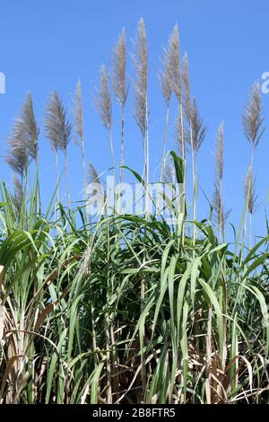 Sugarcane flower, Sugarcane plantation, Sugarcane plants grow in field, Plantation Sugar cane tree farm, Background of sugarcane field Stock Photo