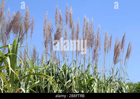 Sugar cane flower, Sugarcane plantation, Sugarcane plants grow in field, Plantation Sugar cane tree farm, Background of sugarcane field Stock Photo