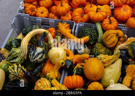 Small decorative gourds and squash Stock Photo