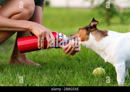 Purebred Jack Russel Terrier outdoors in nature on grass meadow on summer day. Having fun playing in outdoors. Dog days of summer. Time to drink water. Pet Health Care. Friendship, togetherness. Stock Photo