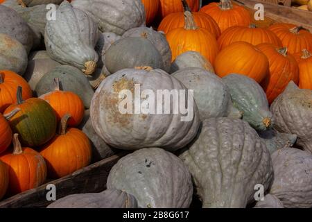 Variety of squash for sale Stock Photo