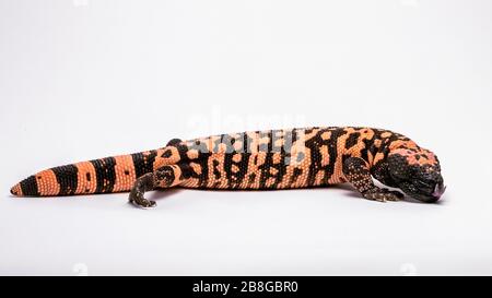 Hissing Gila Monster isolated on a White Background Stock Photo