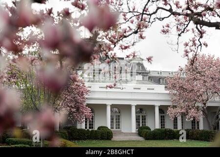 Washington, United States Of America. 17th Mar, 2020. Trees are seen in bloom Tuesday, March 17, 2020, in the Rose Garden of the White House. People: President Donald Trump Credit: Storms Media Group/Alamy Live News Stock Photo