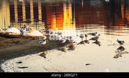 beautiful Bird Stock Photo