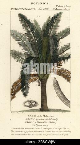 True sago palm, Metroxylon sagu. (Sagus genuina, Sagus officinalis, Sago delle Molucche). Handcoloured copperplate stipple engraving from Antoine Laurent de Jussieu's Dizionario delle Scienze Naturali, Dictionary of Natural Science, Florence, Italy, 1837. Illustration engraved by Corsi, drawn and directed by Pierre Jean-Francois Turpin, and published by Batelli e Figli. Turpin (1775-1840) is considered one of the greatest French botanical illustrators of the 19th century. Stock Photo