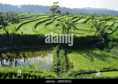 Terraced rice fields with irrigation and occasional banana plants. Stock Photo