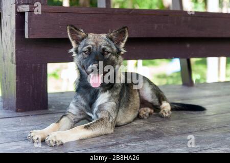 Thai dogs, dark gray hair, brown eyes, looking friendly at us Stock Photo