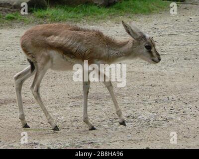 hamburg gazelle