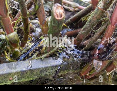 Strings of toad spawn clinging to the stems of pond plants. Stock Photo