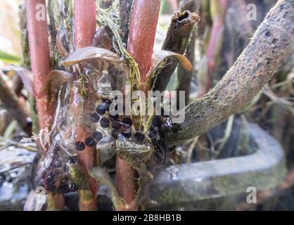 Strings of toad spawn clinging to the stems of pond plants. Stock Photo