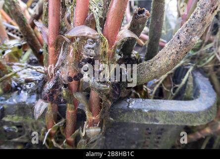 Strings of toad spawn clinging to the stems of pond plants. Stock Photo