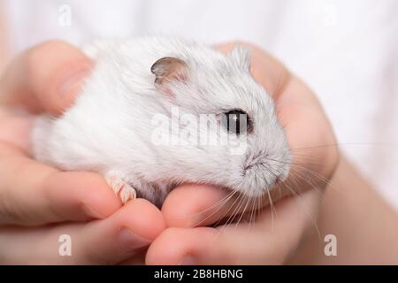 Closeup hamster in a child's hand Stock Photo