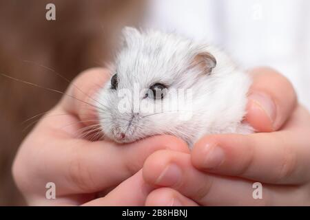 Closeup hamster in a child's hand Stock Photo